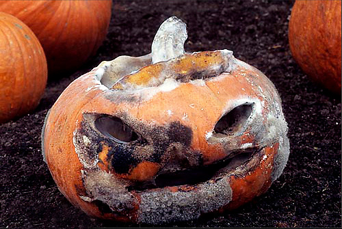 Rotten Pumpkins Got You Bummed? - The Organic Forecast